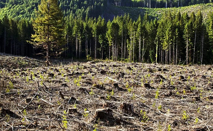 Источник фото: ecoportal.info