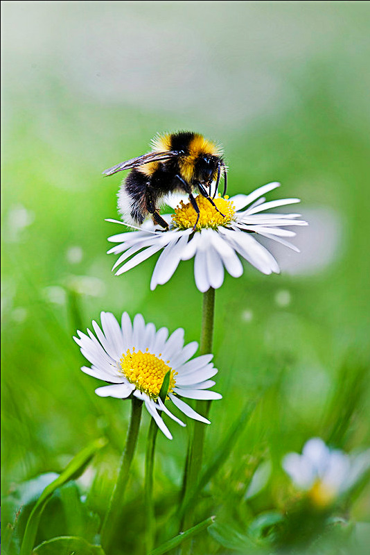 Источник фото: flickr.com