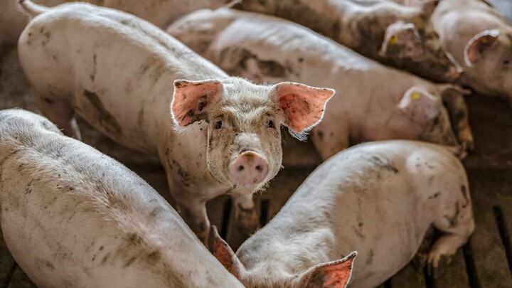 Parle-moi, je t'écoute. | Getty Images <a href="https://unsplash.com/fr/photos/lelevage-lindustrie-de-la-viande-et-lelevage-de-porcs-un-cochon-mignon-et-curieux-debout-dans-la-cote-avec-dautres-cochons-et-regardant-la-camera-rFMgLpNvY2w" rel="nofollow">via Unsplash+</a>